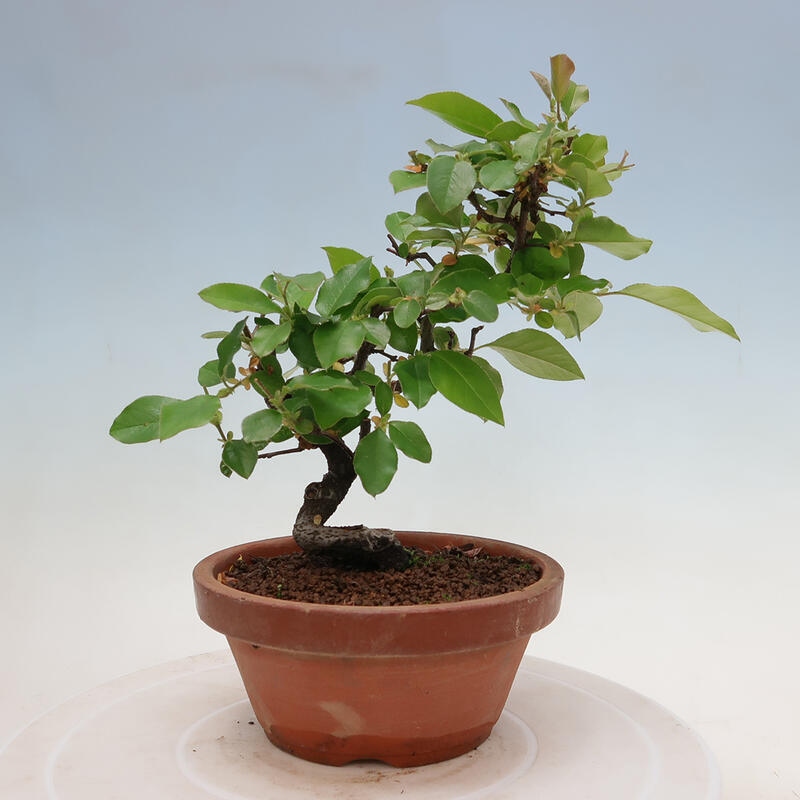 Outdoor bonsai - Pseudocydonia sinensis - Chinese quince