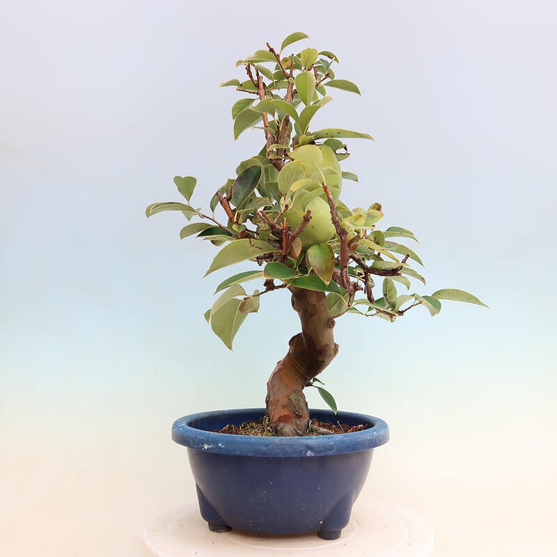 Outdoor bonsai - Pseudocydonia sinensis - Chinese quince