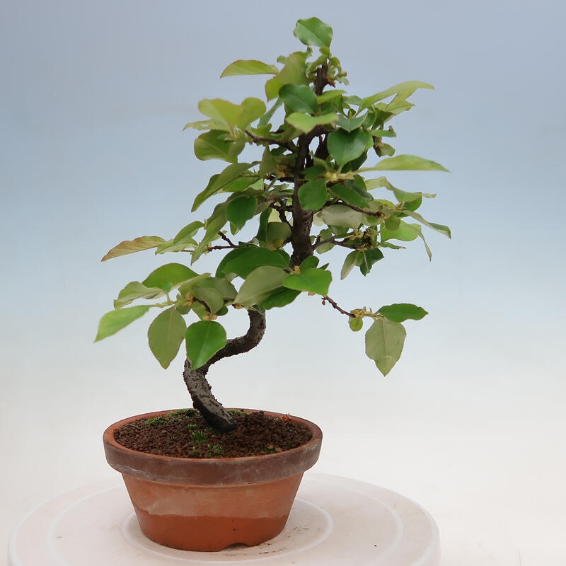 Outdoor bonsai - Pseudocydonia sinensis - Chinese quince