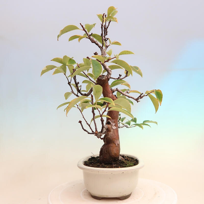 Outdoor bonsai - Pseudocydonia sinensis - Chinese quince