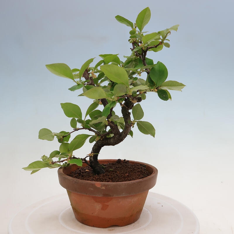 Outdoor bonsai - Pseudocydonia sinensis - Chinese quince