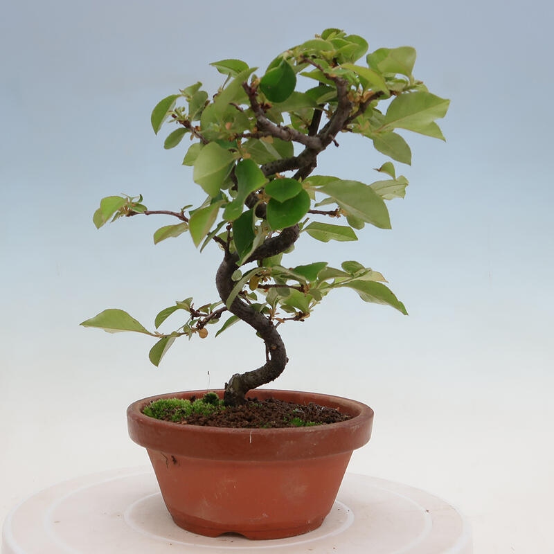 Outdoor bonsai - Pseudocydonia sinensis - Chinese quince