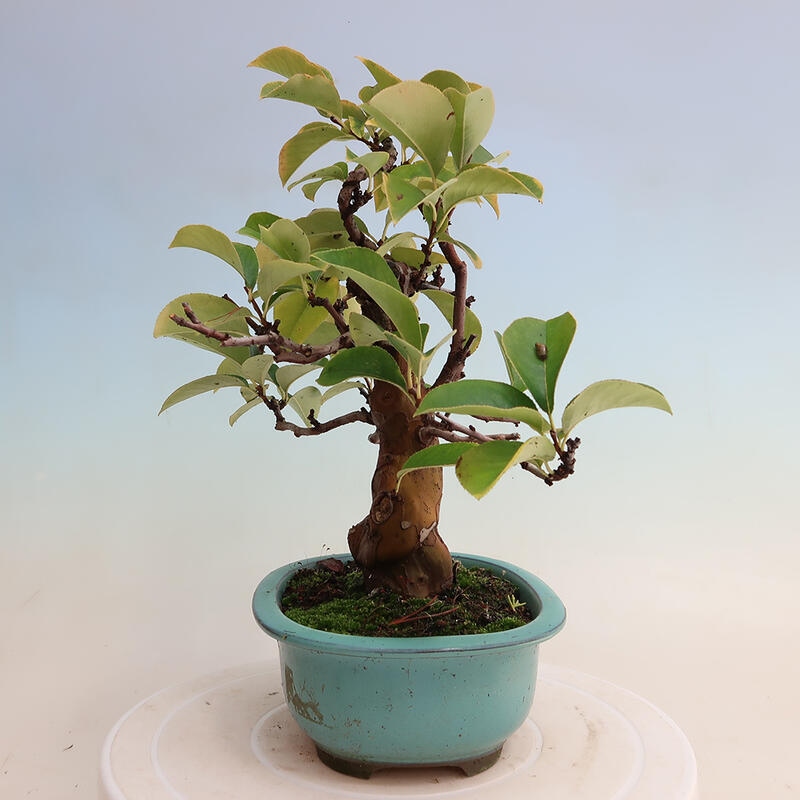 Outdoor bonsai - Pseudocydonia sinensis - Chinese quince