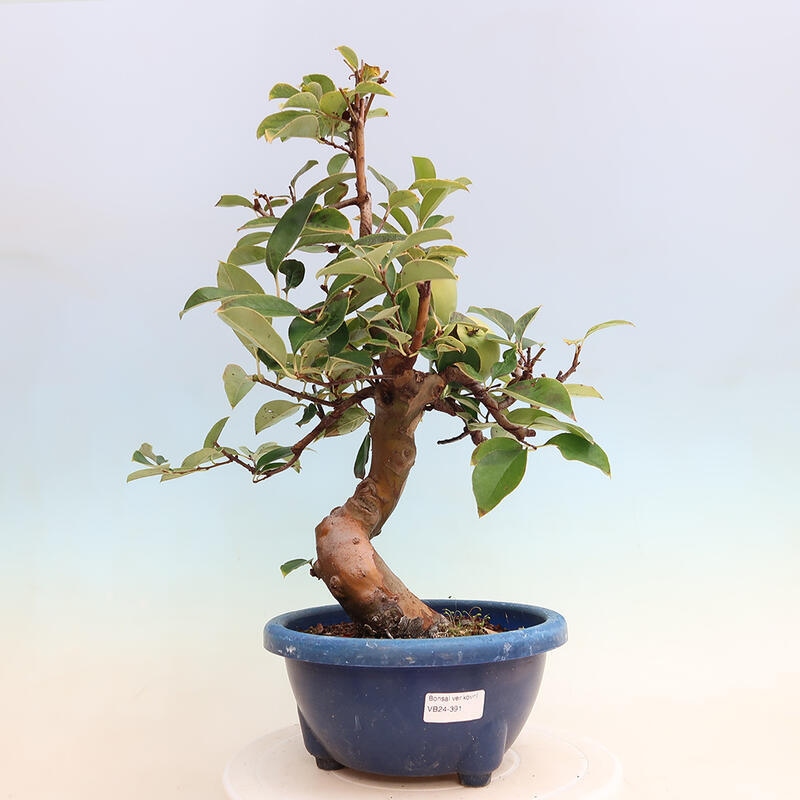 Outdoor bonsai - Pseudocydonia sinensis - Chinese quince