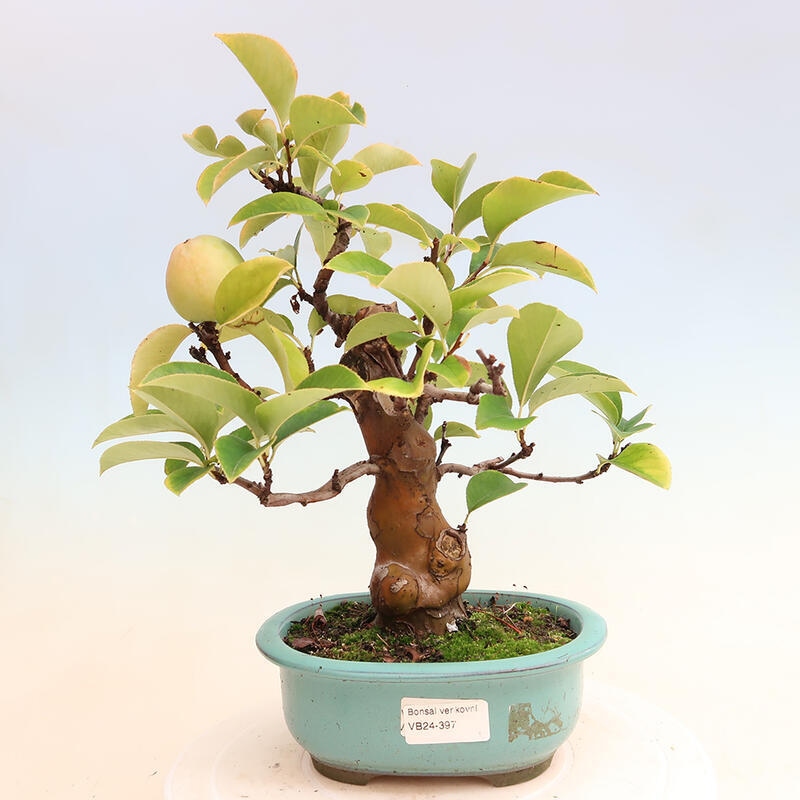 Outdoor bonsai - Pseudocydonia sinensis - Chinese quince