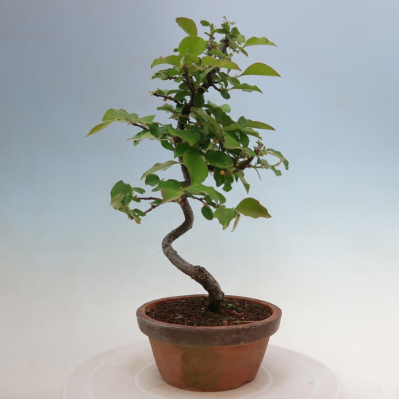 Outdoor bonsai - Pseudocydonia sinensis - Chinese quince