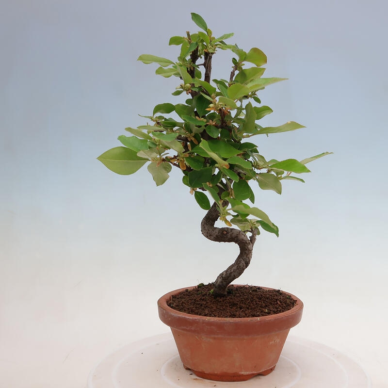 Outdoor bonsai - Pseudocydonia sinensis - Chinese quince