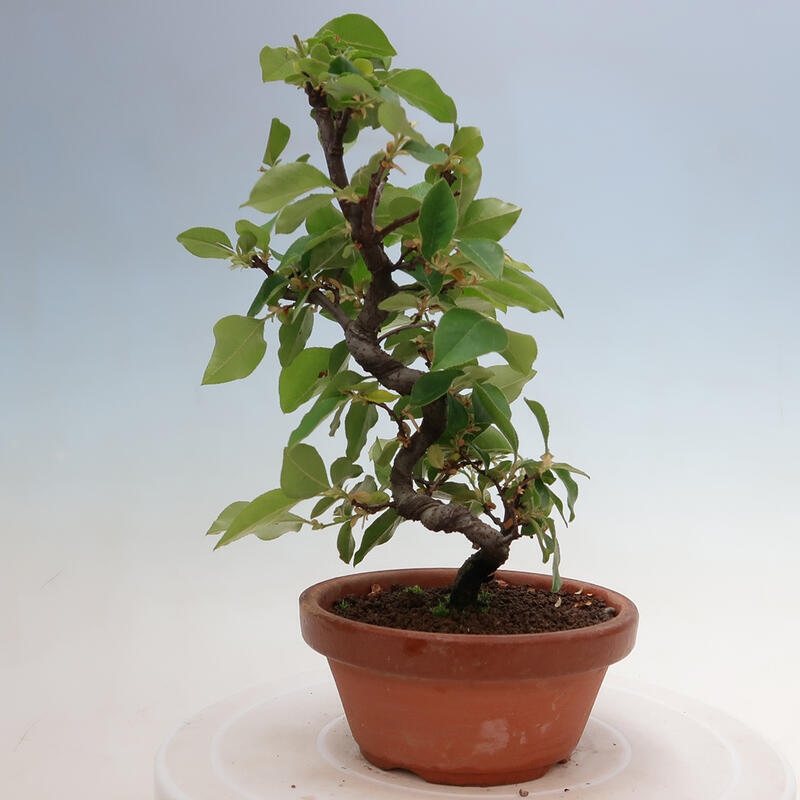 Outdoor bonsai - Pseudocydonia sinensis - Chinese quince