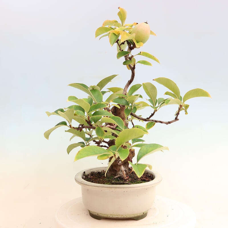 Outdoor bonsai - Pseudocydonia sinensis - Chinese quince