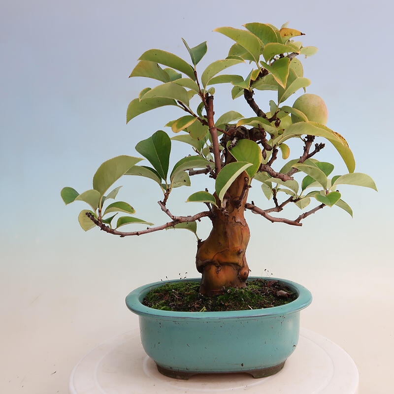 Outdoor bonsai - Pseudocydonia sinensis - Chinese quince