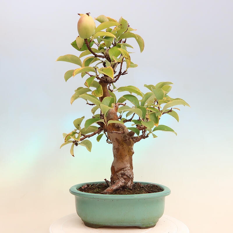 Outdoor bonsai - Pseudocydonia sinensis - Chinese quince