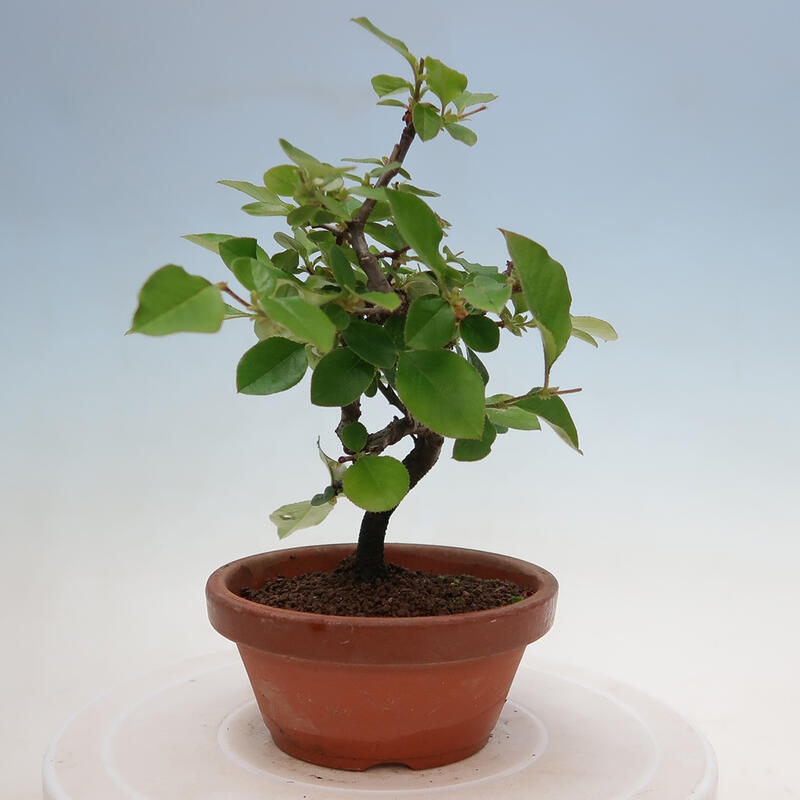 Outdoor bonsai - Pseudocydonia sinensis - Chinese quince