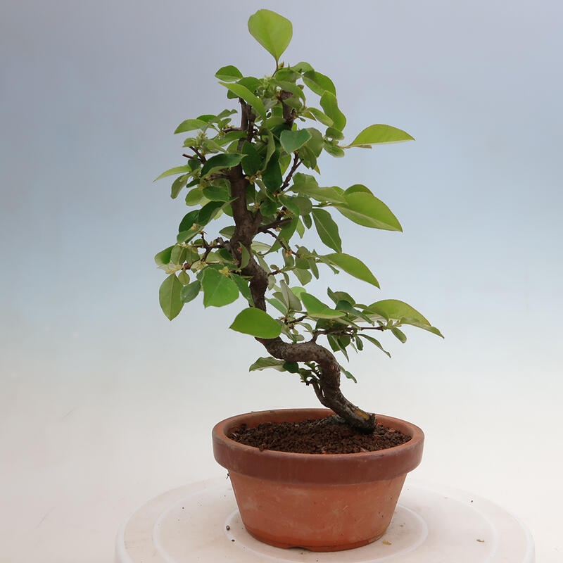 Outdoor bonsai - Pseudocydonia sinensis - Chinese quince