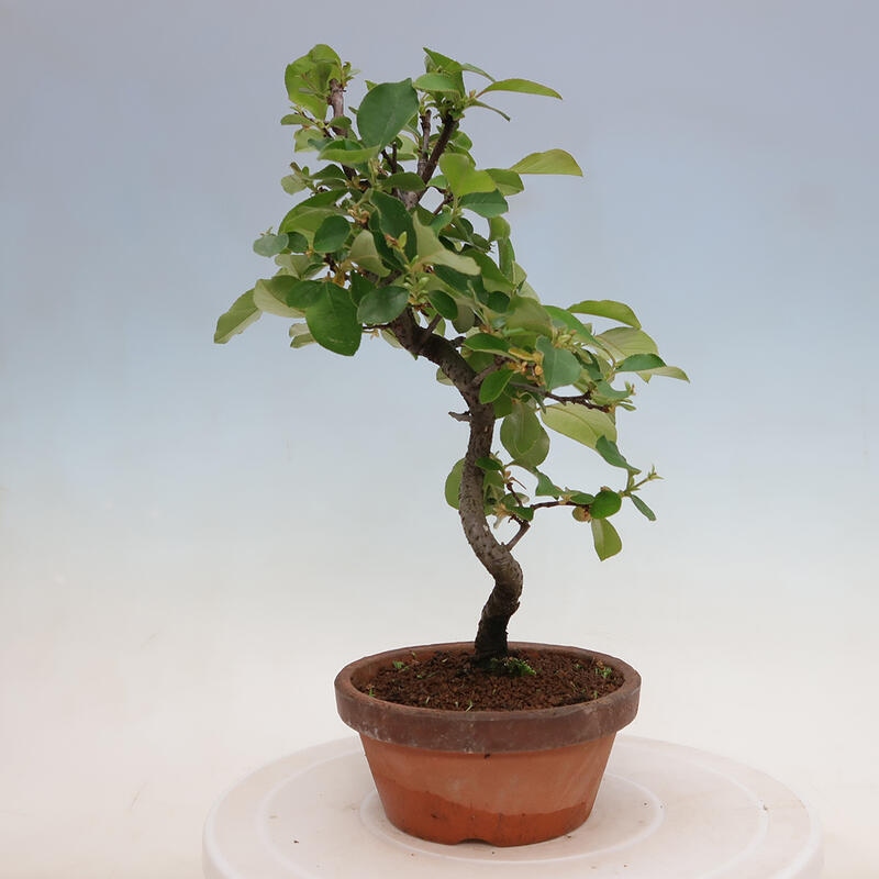 Outdoor bonsai - Pseudocydonia sinensis - Chinese quince