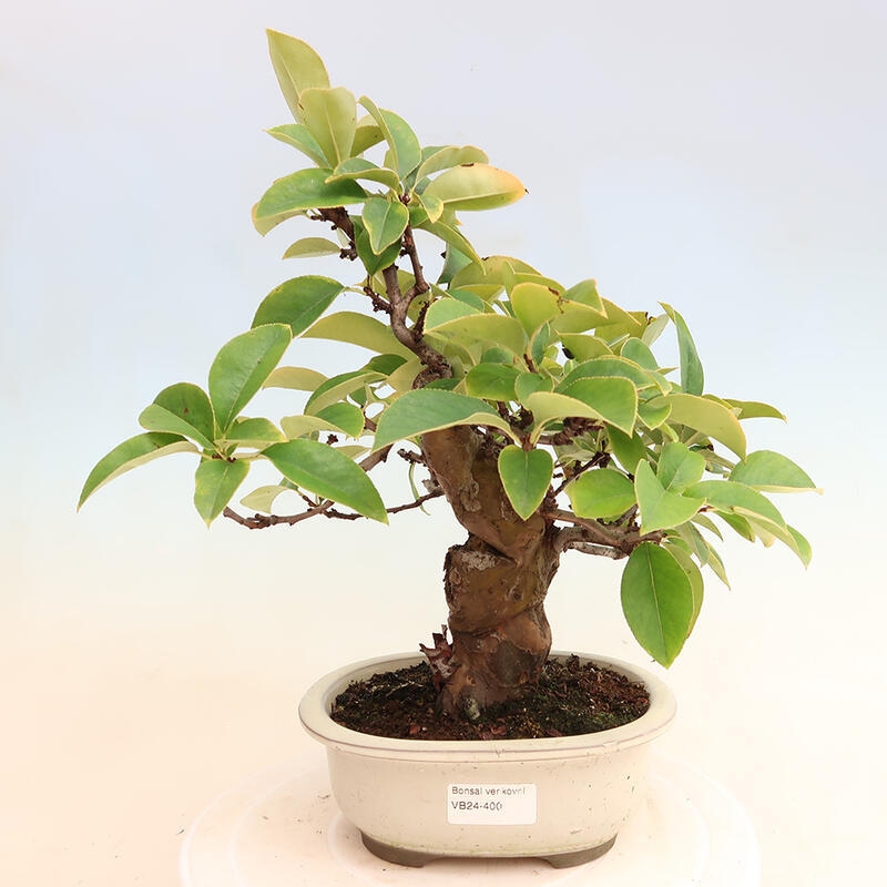 Outdoor bonsai - Pseudocydonia sinensis - Chinese quince