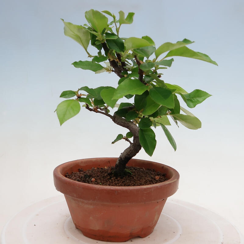 Outdoor bonsai - Pseudocydonia sinensis - Chinese quince