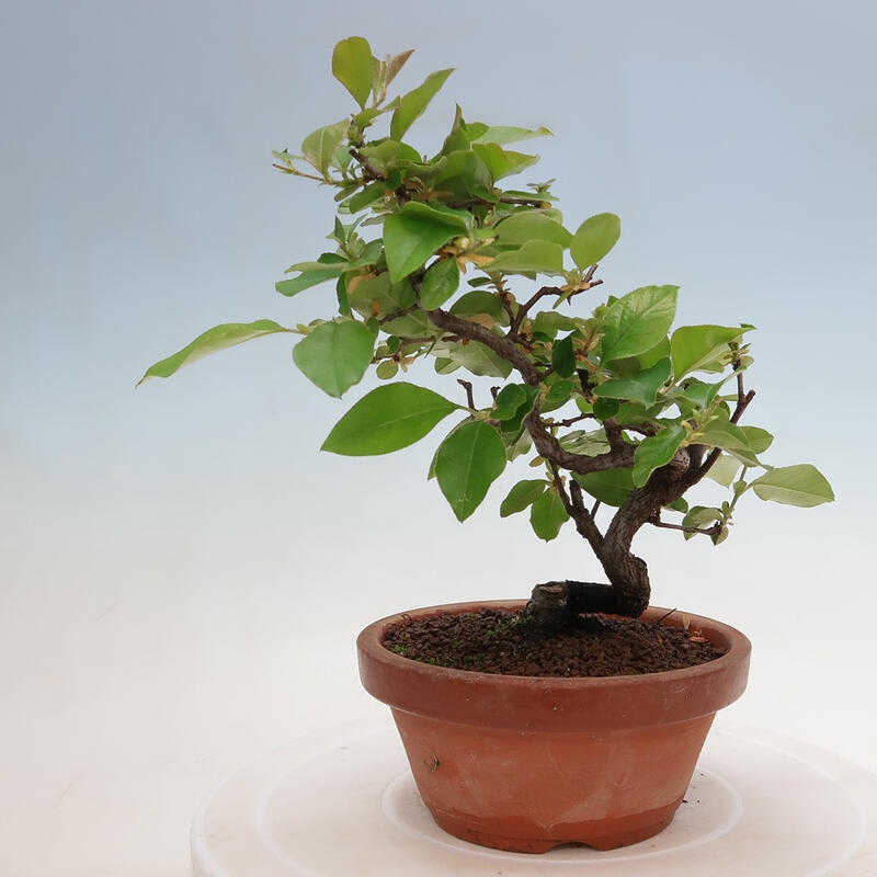 Outdoor bonsai - Pseudocydonia sinensis - Chinese quince