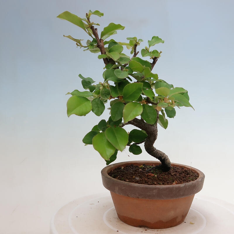 Outdoor bonsai - Pseudocydonia sinensis - Chinese quince