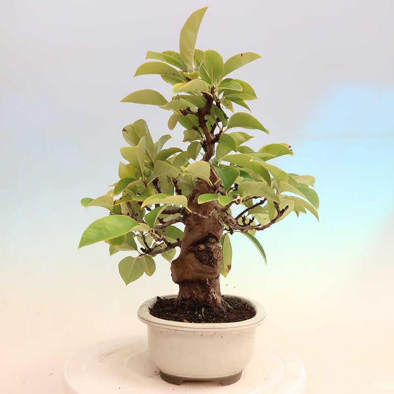 Outdoor bonsai - Pseudocydonia sinensis - Chinese quince