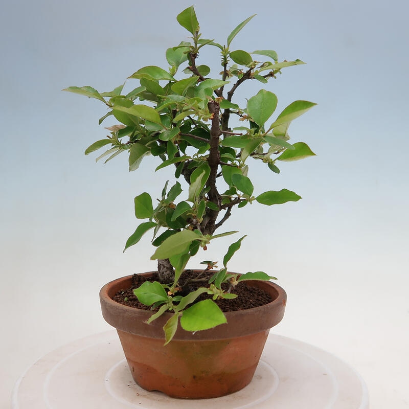 Outdoor bonsai - Pseudocydonia sinensis - Chinese quince