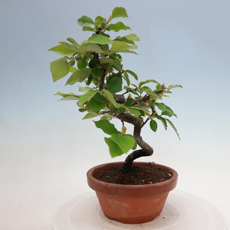 Outdoor bonsai - Pseudocydonia sinensis - Chinese quince