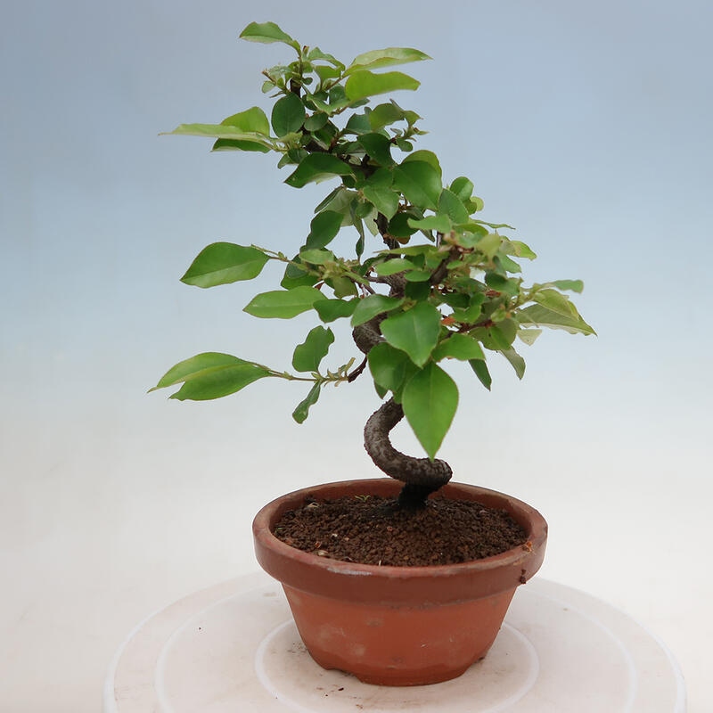 Outdoor bonsai - Pseudocydonia sinensis - Chinese quince