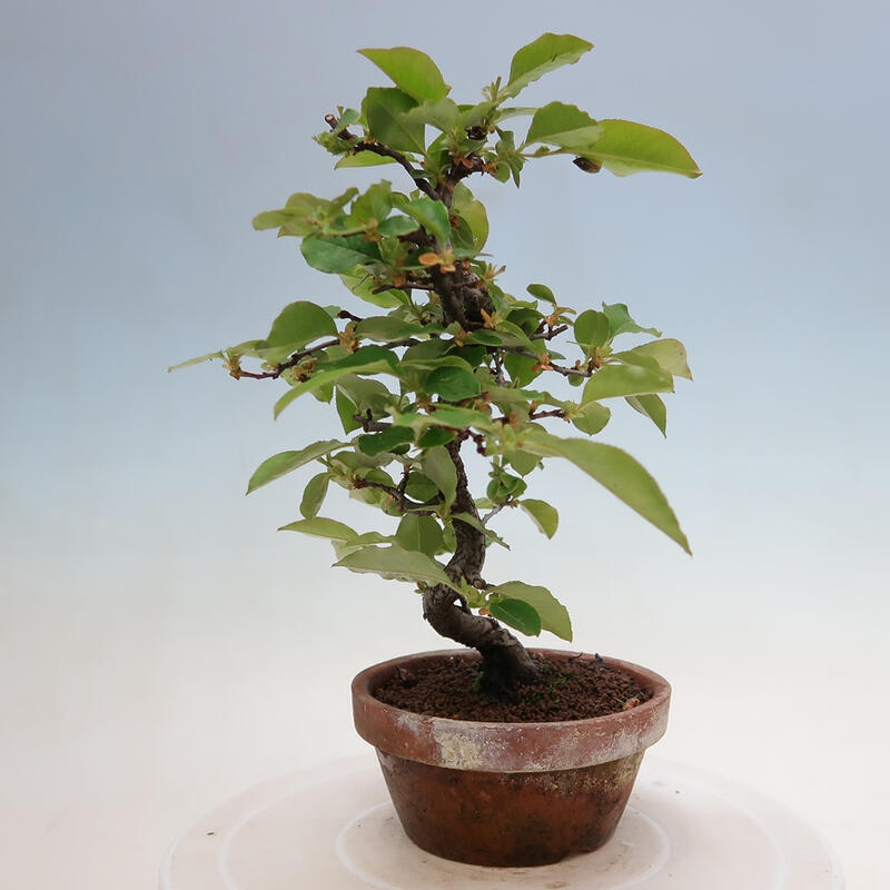 Outdoor bonsai - Pseudocydonia sinensis - Chinese quince