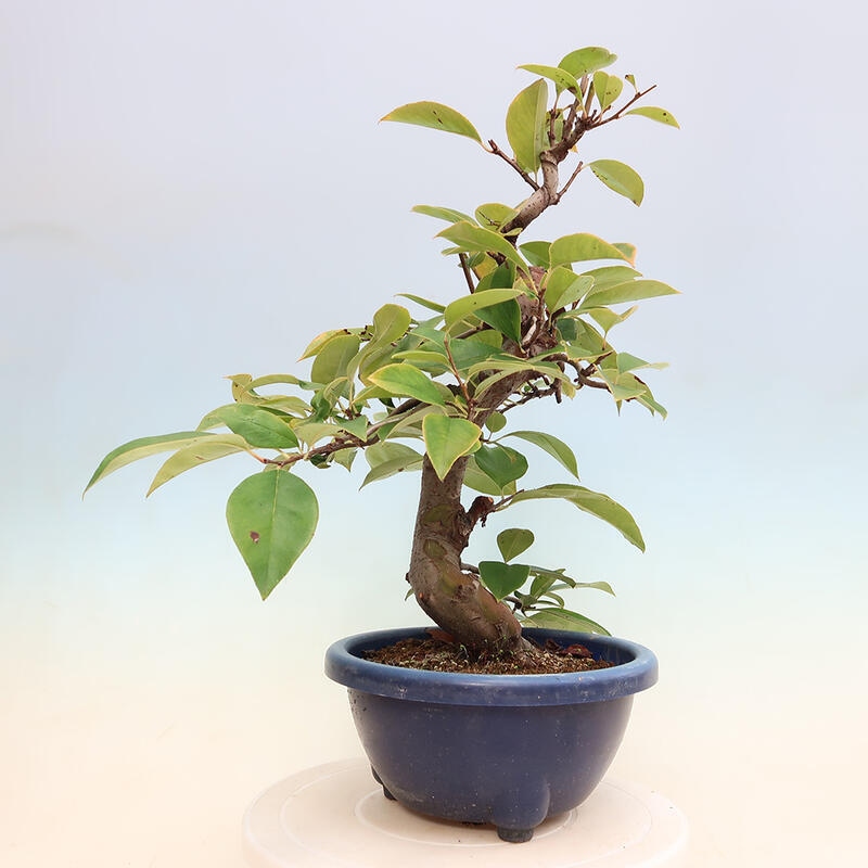 Outdoor bonsai - Pseudocydonia sinensis - Chinese quince