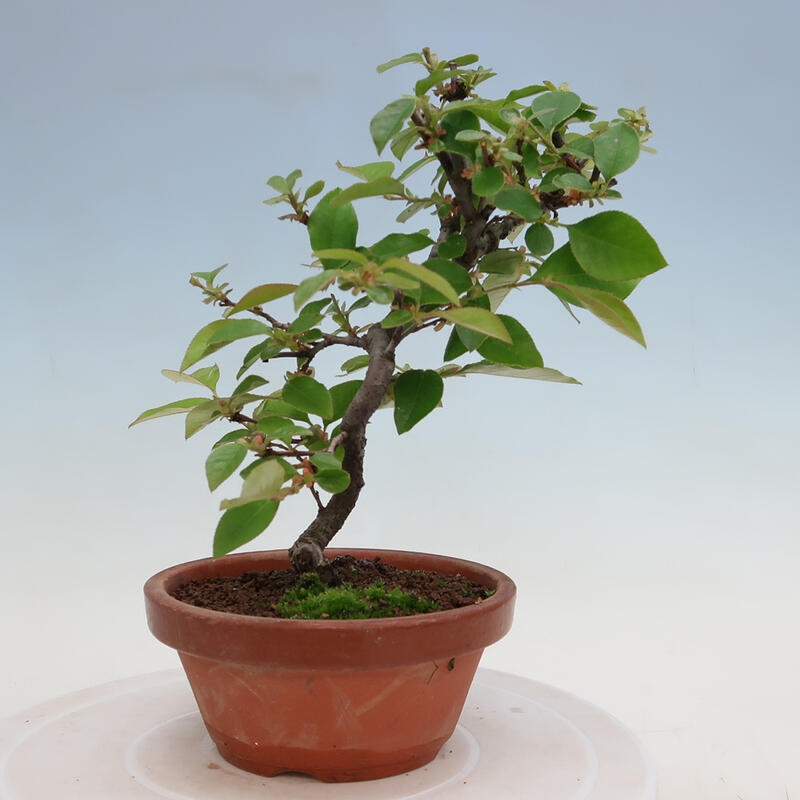 Outdoor bonsai - Pseudocydonia sinensis - Chinese quince