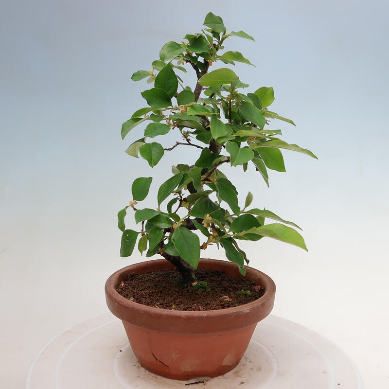 Outdoor bonsai - Pseudocydonia sinensis - Chinese quince