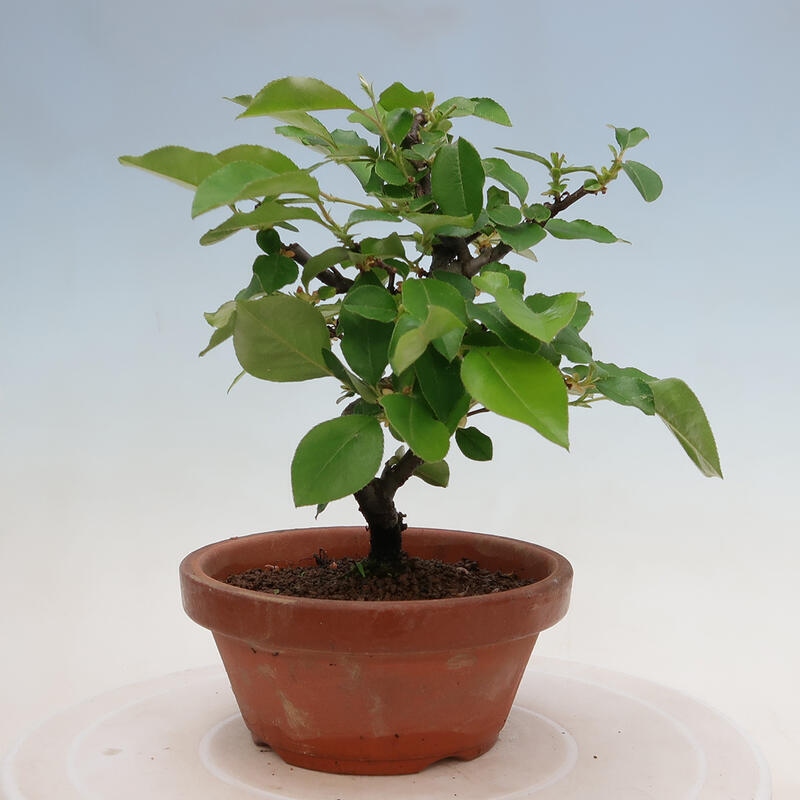 Outdoor bonsai - Pseudocydonia sinensis - Chinese quince