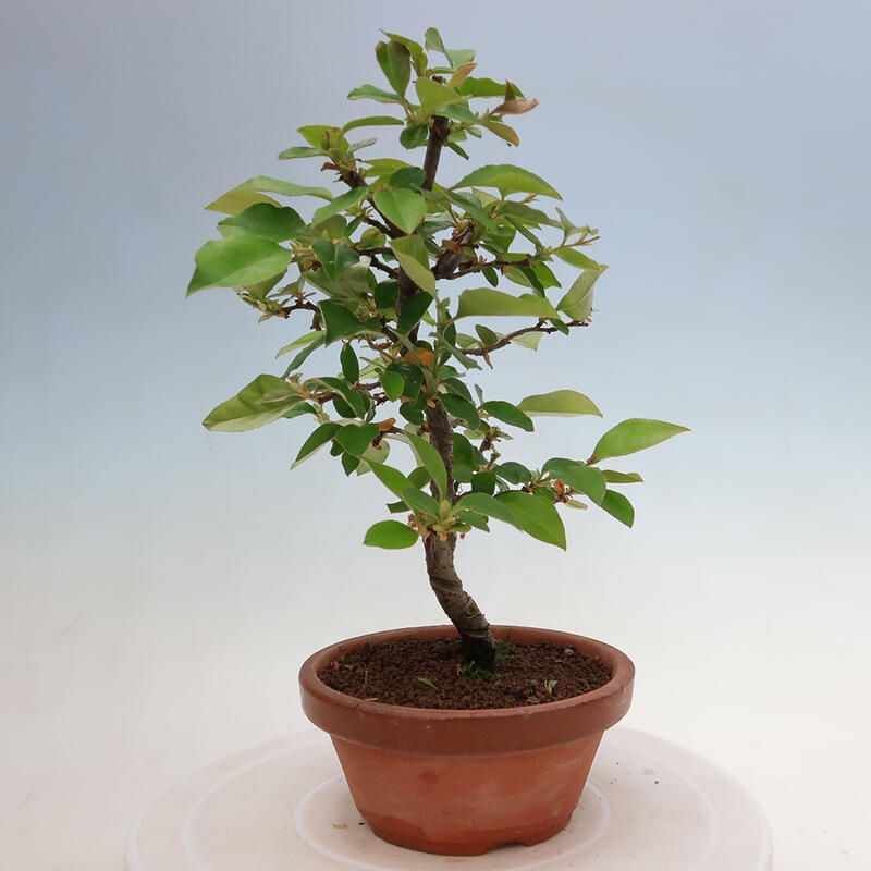 Outdoor bonsai - Pseudocydonia sinensis - Chinese quince