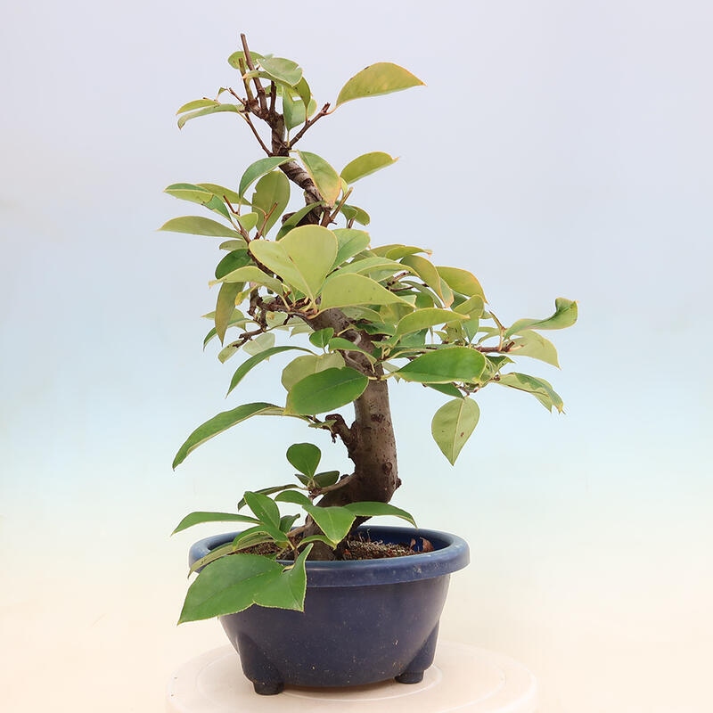 Outdoor bonsai - Pseudocydonia sinensis - Chinese quince