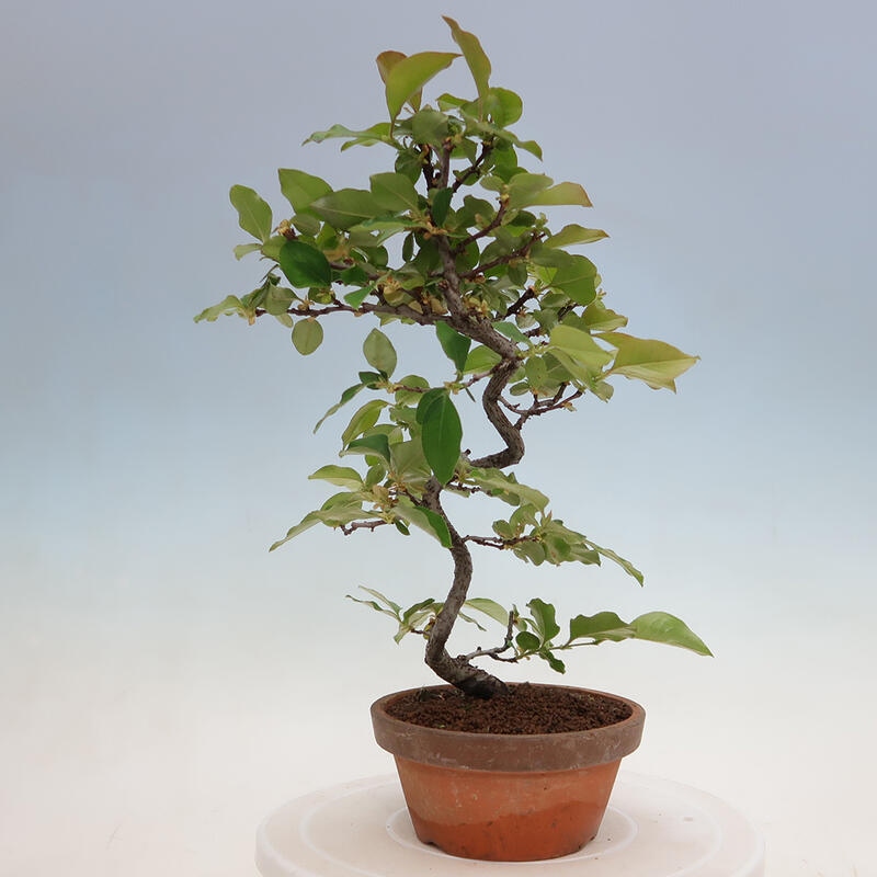 Outdoor bonsai - Pseudocydonia sinensis - Chinese quince