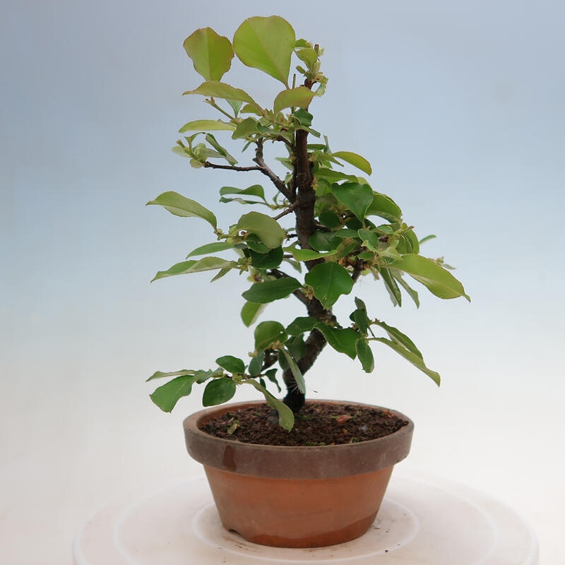 Outdoor bonsai - Pseudocydonia sinensis - Chinese quince