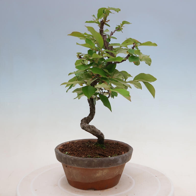 Outdoor bonsai - Pseudocydonia sinensis - Chinese quince