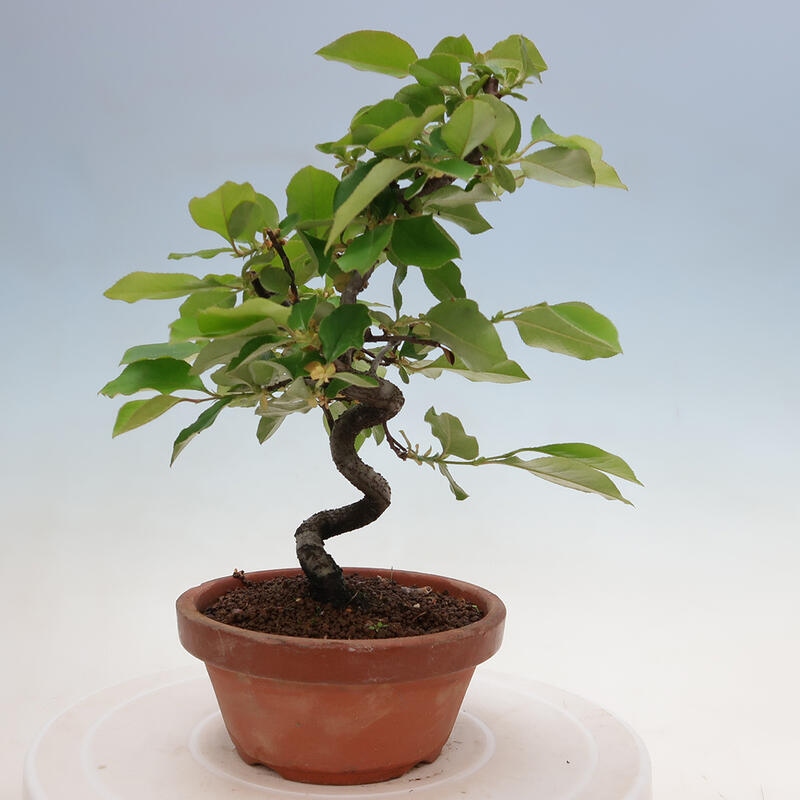 Outdoor bonsai - Pseudocydonia sinensis - Chinese quince