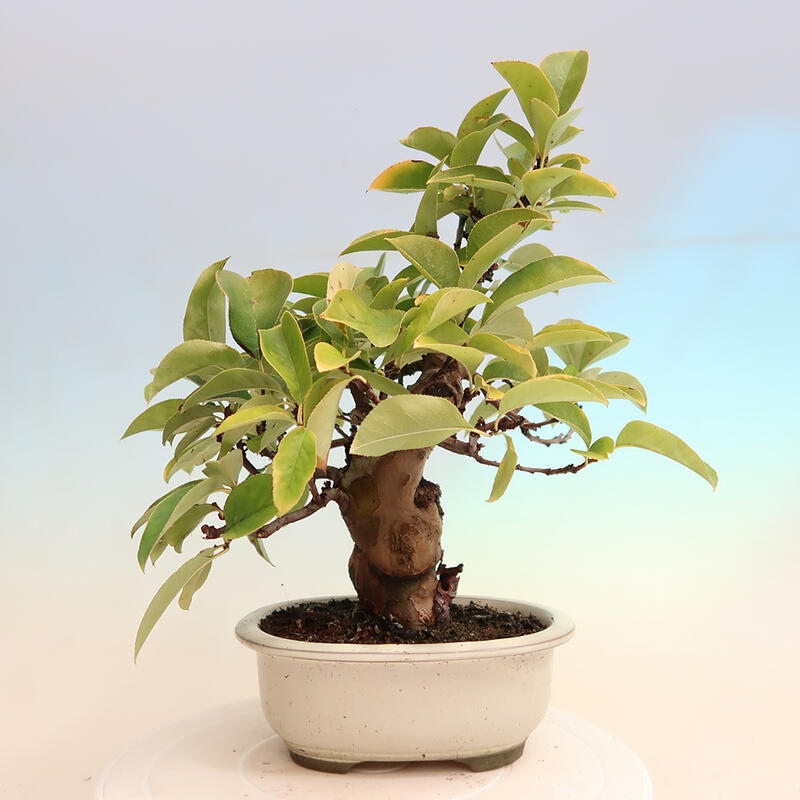 Outdoor bonsai - Pseudocydonia sinensis - Chinese quince