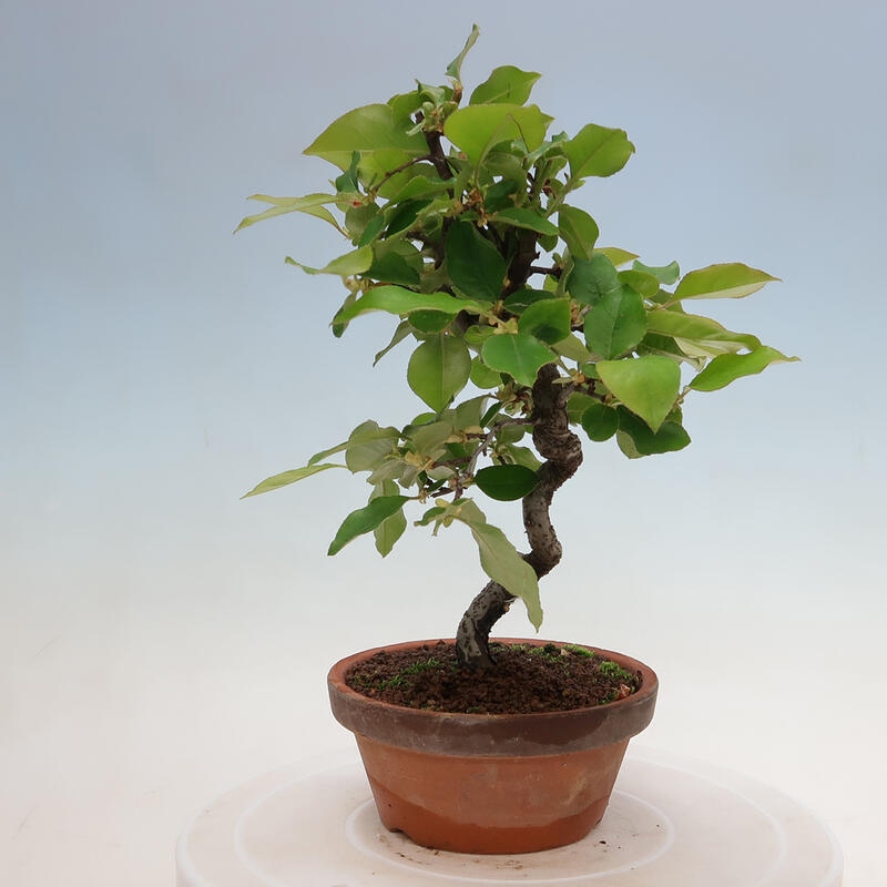 Outdoor bonsai - Pseudocydonia sinensis - Chinese quince