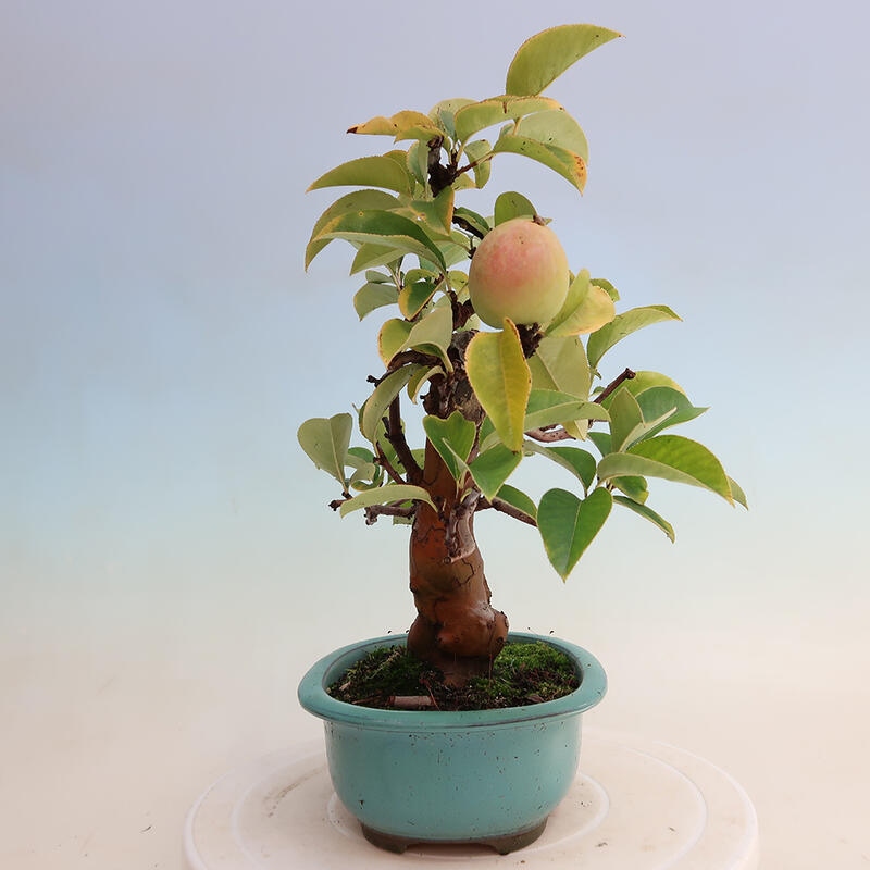 Outdoor bonsai - Pseudocydonia sinensis - Chinese quince