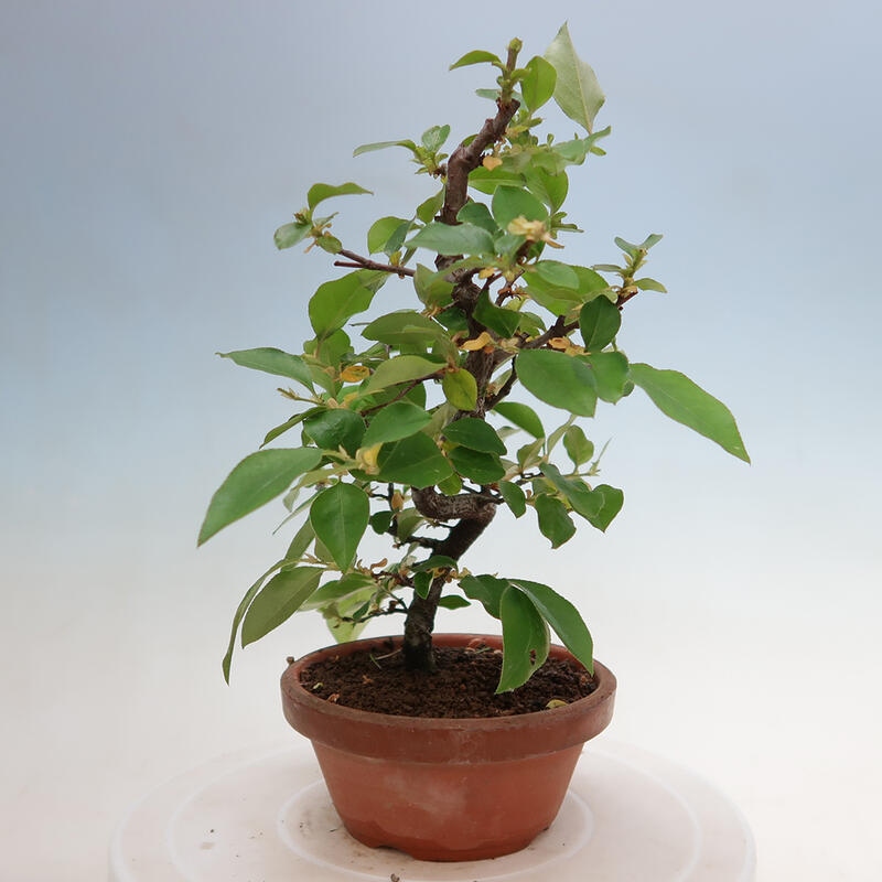 Outdoor bonsai - Pseudocydonia sinensis - Chinese quince