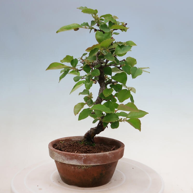 Outdoor bonsai - Pseudocydonia sinensis - Chinese quince