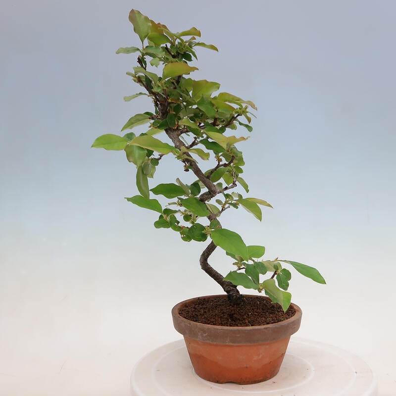 Outdoor bonsai - Pseudocydonia sinensis - Chinese quince