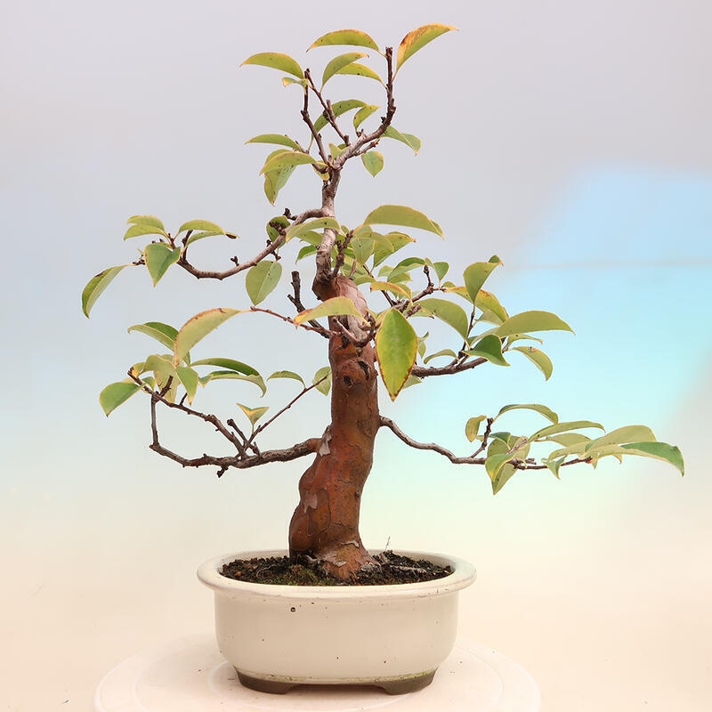 Outdoor bonsai - Pseudocydonia sinensis - Chinese quince