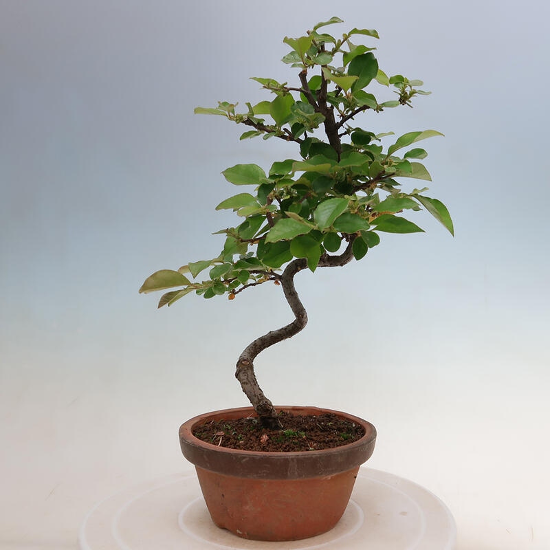 Outdoor bonsai - Pseudocydonia sinensis - Chinese quince