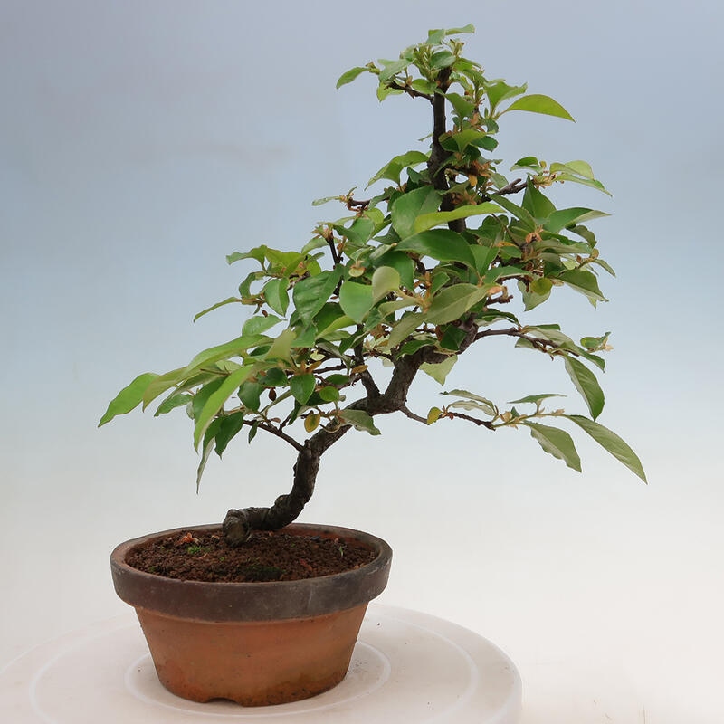 Outdoor bonsai - Pseudocydonia sinensis - Chinese quince