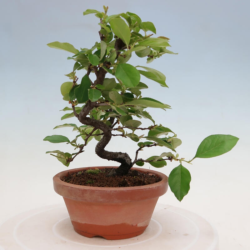 Outdoor bonsai - Pseudocydonia sinensis - Chinese quince