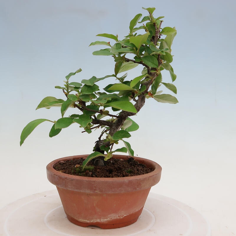 Outdoor bonsai - Pseudocydonia sinensis - Chinese quince