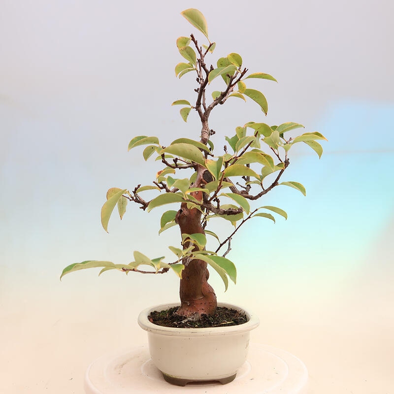 Outdoor bonsai - Pseudocydonia sinensis - Chinese quince