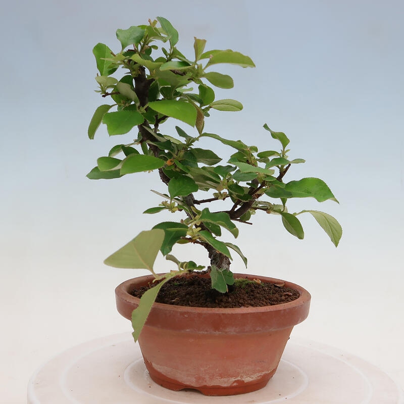 Outdoor bonsai - Pseudocydonia sinensis - Chinese quince